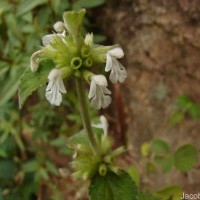 Leucas marrubioides Desf.